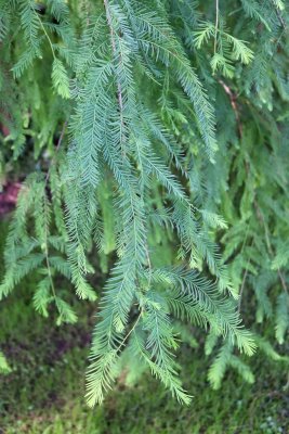 Taxodium distichum - tisovec dvouřadý - větev (96)